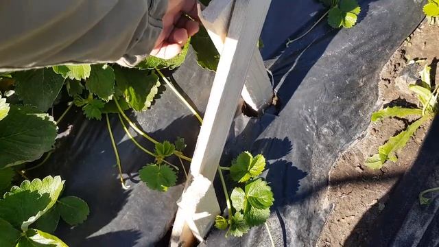 ТЕПЛИЦА для КЛУБНИКИ. Как сделать торцы.