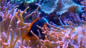 Marine animals - Life at the bottom of the ocean |Animal planet TV