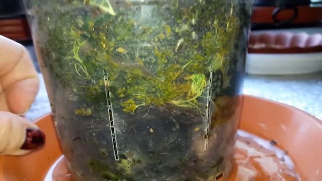 Phal.Sogo Relax сильный и уверенный смотреть онлайн