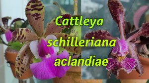 Cattleya schilleriana, Cattleya aclandiae сезон цветения.