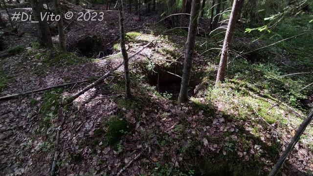 Аномалия в лесу