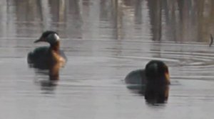 ПОГАНКИ СЕРОЩЁКИЕ И ЧОМГИ(из поганковых)