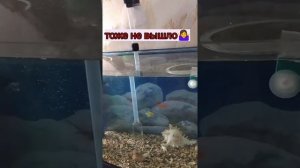 Сифон для аквариума с АлиЭкспресс