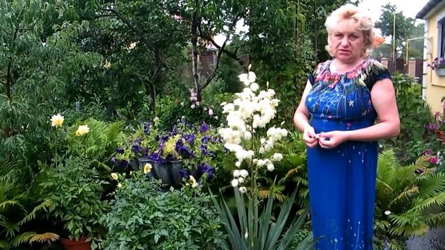 ЮККА ДЛЯ ЗДОРОВЬЯ. ЛЕЧЕБНЫЕ СВОЙСТВА / Yucca HEALTH. MEDICAL PROPERTIES смотреть онлайн