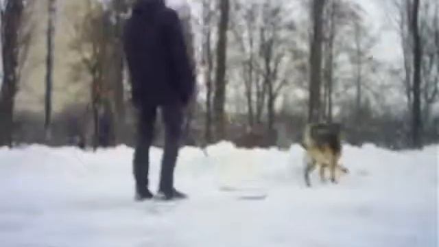 Дрессировка Овчарки. Часть2 смотреть онлайн