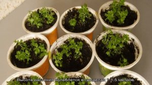 Пиретрум девичий — выращивание из семян