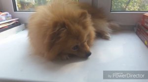 ///Видеоблогер щпиц Томка ///