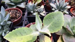 Kalanchoe gastonis-bonnieri 多肉植物圖鑑 雷鳥