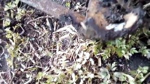 Лопата для каторжных работ по целине, и твёрдой почве.