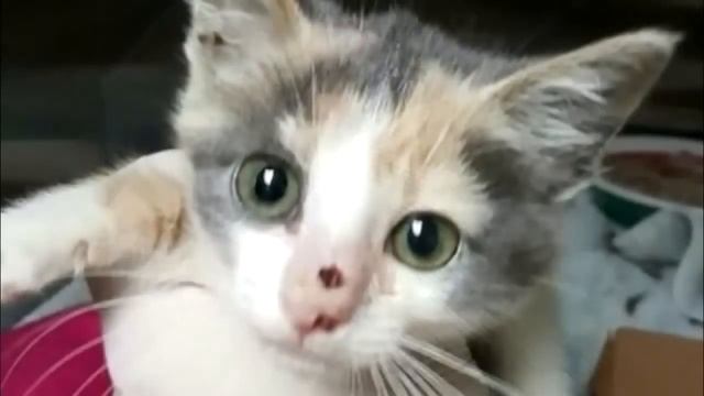 То, что извлекли из носа котёнка, шокировало весь мир! ЭТО НАДО ВИДЕТЬ! смотреть онлайн