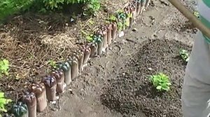 2013 г .Уничтожение сныти между кустами смородины . Прополка клубники .