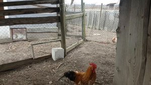 Куры Породы БИЛЕФЕЛЬДЕР.