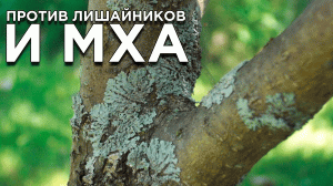Как избавиться от мха и лишайников на плодовых деревьях