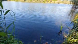 Рыбалка 16.09.2023 пруд Березки в Белгородской области. Спиннинг
