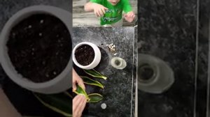 Ржавчина на сансевиерии.