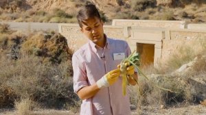 Permaculture in a desert -  Pregnant Onion to test - Siempreviva del monte