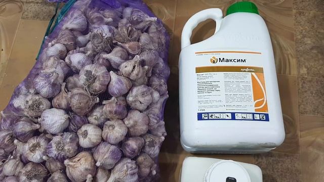 Подготовка к посадке чеснока. Сроки посадки, деление на зубки, протравливание посадочного материала смотреть онлайн