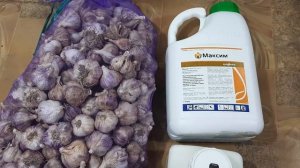 Подготовка к посадке чеснока. Сроки посадки, деление на зубки, протравливание посадочного материала