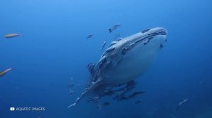 Самое Большое Животное За Всю Историю