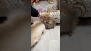 Шпиц белый в линьке