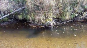 Ловля таймня, мальма,подкаменка