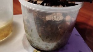 Орхидея в керамзите на фитиле