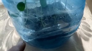 Маракуйя северная, инкарнатная,  инкарната , Passiflora incarnata  . Проращивание и выращивание.