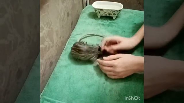 Аня Вей/Как правильно мыть крысу/Первое видио смотреть онлайн