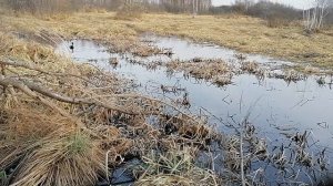 Маним селезня весной.mp4