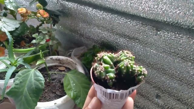 Кактус из Магнита смотреть онлайн