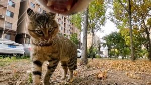 Кот с GoPro сражается и утверждает свое господство в подборке 📣🐈 #кот #кошки #шорты #любитель