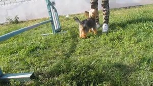 Как научить собаку команде "Барьер"