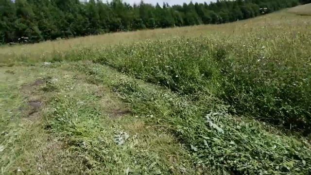 Заготавливаем лесную землянику на сено, роторной косилкой Wirax. смотреть онлайн