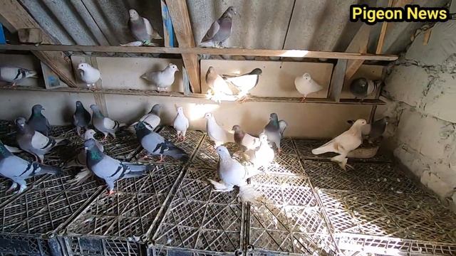 Зимние Птенцы это не Сильные Голуби а наоборот смотреть онлайн