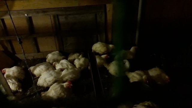 Вечернее Кормление Бройлеров. смотреть онлайн