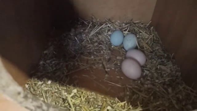 Цветные яйца. Пасхальные яйца. стоит бояться или нет?
