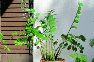 Как правильно пересаживать замиокулькас? (How to plant zamioculcas?)