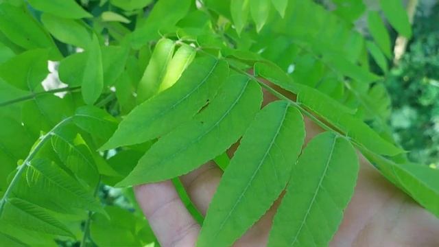 Чёрный и Грецкий орехи/Black and walnuts смотреть онлайн