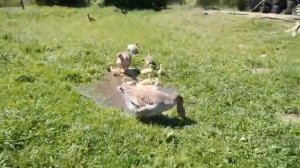 Потомство Гуся Петра 2019