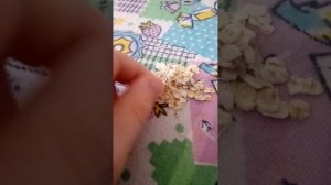 Чем питаются белки дегу.И чем их кормить.