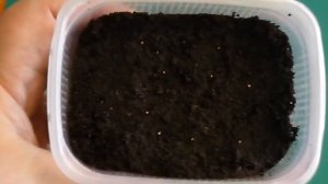 Выращивание рассады земляники из семян под снегом.