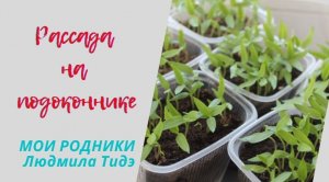 Рассада  овощей на подоконнике Начало марта.flv