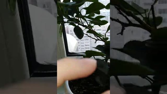 Цветение Мандаринового дерева!!! смотреть онлайн