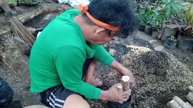 Paano makabinta ng mas Mahal na fortune plant смотреть онлайн