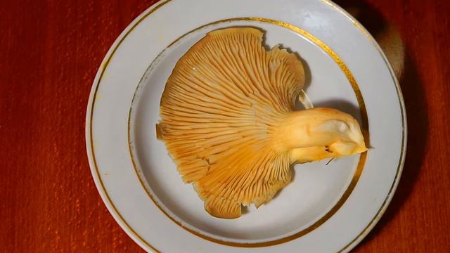 Грибы вёшенки собранные на даче с пенька яблони в середине осени 2016 года смотреть онлайн