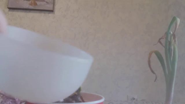 Гиацинт, отправляю зимовать луковицы после цветения в домашних условиях!