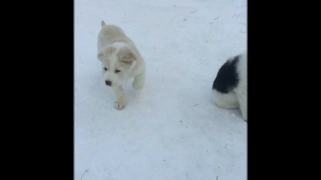 Щенки САО (алабаи). Мама, тебе вкусно? смотреть онлайн