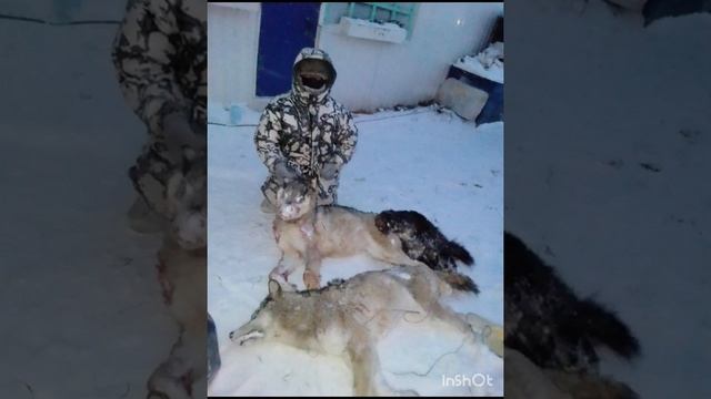 Волчатник из Якутии, результат за 3 года, 42 волка. смотреть онлайн