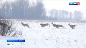 Животные в заказниках Новосибирской области