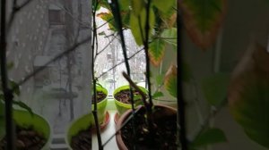 Выращивание джекфрута , экзотических растений дома